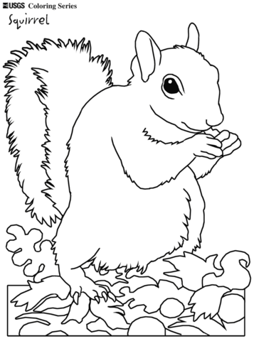 Eastern Gray Squirrel Coloring Page